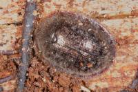 Thymalus limbatus