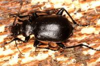 Calosoma inquisitor