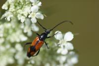 Stenurella bifasciata