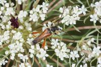 Stenopterus rufus