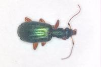 Drypta dentata