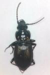 Pterostichus melanarius