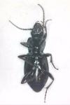 Pterostichus melanarius