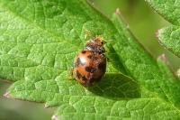 Subcoccinella vigintiquatuorpunctata