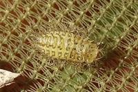 Subcoccinella vigintiquatuorpunctata