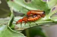 Rhagonycha fulva