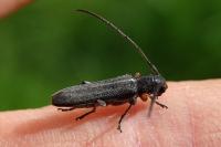 Phytoecia cylindrica