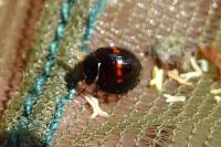 Chilocorus bipustulatus
