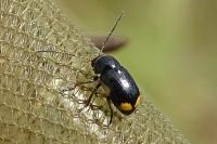 Cryptocephalus moraei