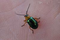 Sermylassa halensis
