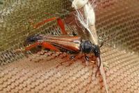 Stenopterus rufus