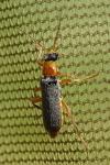 Cantharis lateralis