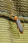 Cantharis lateralis