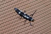 Propylea quatuordecimpunctata