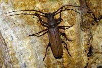 Aegosoma scabricorne