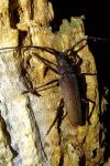Aegosoma scabricorne