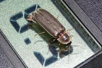 Lampyris noctiluca