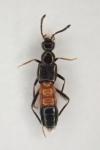 Tachyusa balteata
