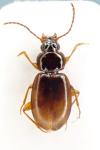 Trechus obtusus
