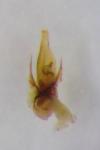 Trechus obtusus