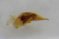 Trechus obtusus
