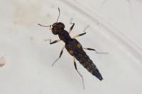 Stenus guttula