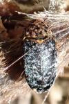 Dermestes undulatus