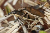 Lixus ochraceus