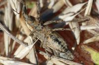 Lixus ochraceus