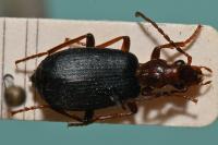 Brachinus crepitans
