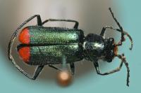 Malachius bipustulatus