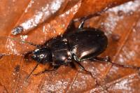 Pterostichus burmeisteri