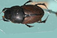 Colobopterus erraticus