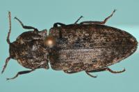 Agrypnus murinus