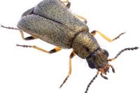 Dasytes croceipes