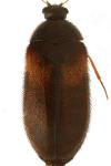 Eurhopalus vespulae