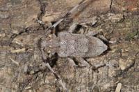 Acanthocinus aedilis