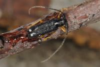 Menesia bipunctata