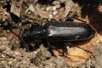 Tetropium castaneum