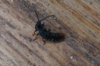 Phosphaenus hemipterus
