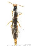 Othius subuliformis