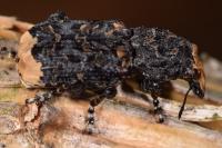 Platyrhinus resinosus