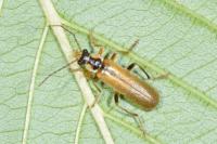 Cantharis decipiens