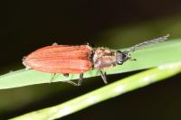 Anostirus purpureus