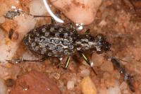 Elaphrus cupreus