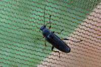Osphya bipunctata