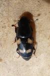 Glischrochilus quadrisignatus