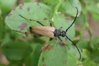 Stictoleptura rubra
