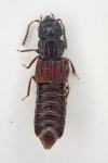 Anotylus rugosus