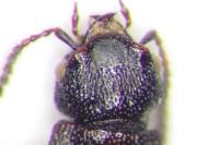 Anotylus rugosus